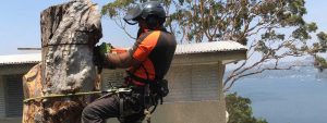 Tree Removal Sydney