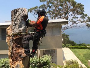 Arborists {suburb}