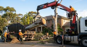 Tree services guide-Sydney homeowner